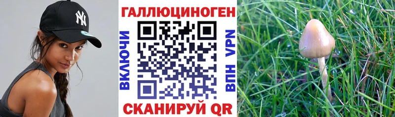 как найти закладки  Меленки  Псилоцибиновые грибы Magic Shrooms 